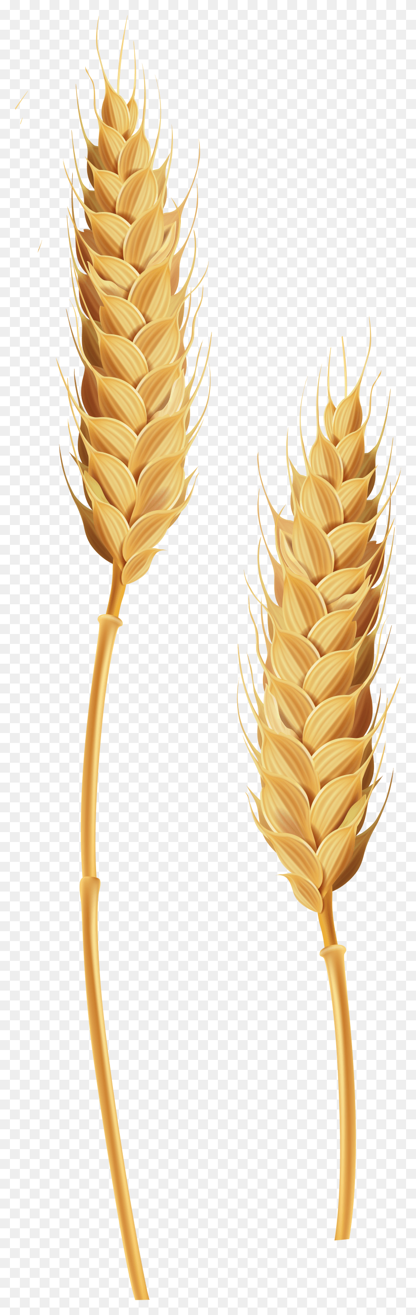2387x7943 Png Ячмень Пшеничная Трава Стебель Зерна Png Скачать
