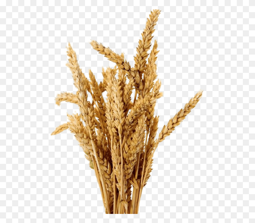 528x675 Barley Transparent Barley, Plant, Vegetable, Food HD PNG Download