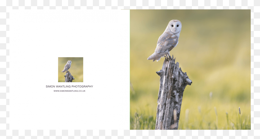 2249x1127 Barn Owl, Bird, Animal, Beak HD PNG Download