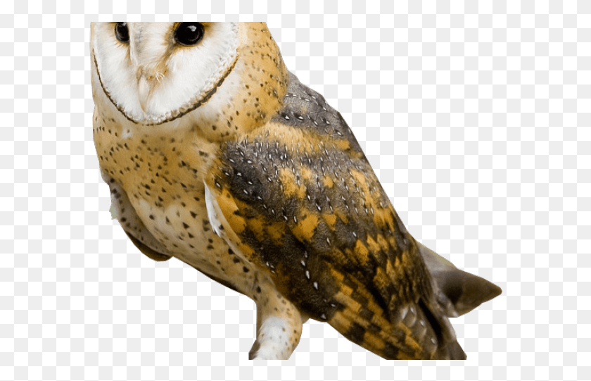 588x481 Barn Owl Clipart White Background Barn Owl, Bird, Animal, Fungus HD PNG Download