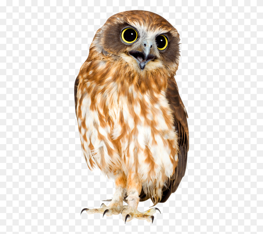 371x687 Barn Owl Owl, Chicken, Poultry, Fowl HD PNG Download