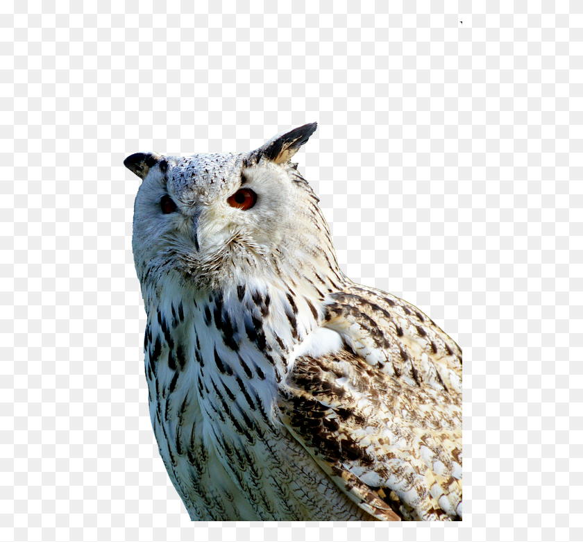 492x721 Barn Owl Owl Raptor Bird Plumage Feather Sova Plen, Animal, Hawk, Beak HD PNG Download
