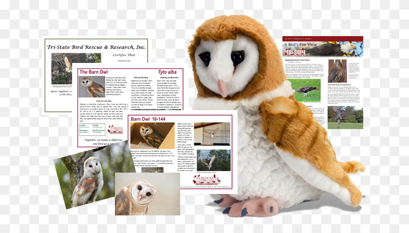 669x418 Barn Owl Package Owl Stuffed Animals, Text, Bird, Animal HD PNG Download