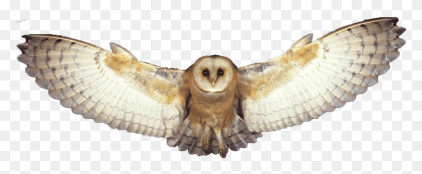 887x326 Barn Owl Photo White Owl Transparent Background, Bird, Animal, Flying HD PNG Download