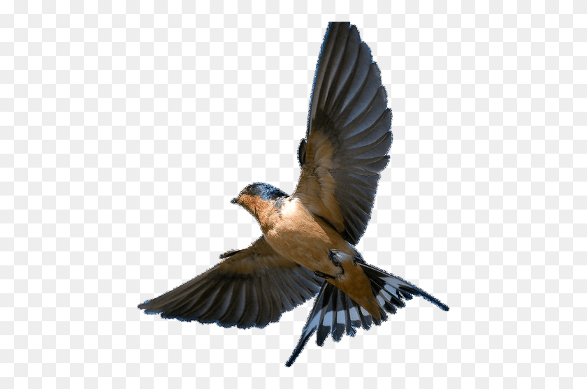 449x497 Barn Swallow Transparent Picture Barn Swallow In Flight, Jay, Bird, Animal HD PNG Download