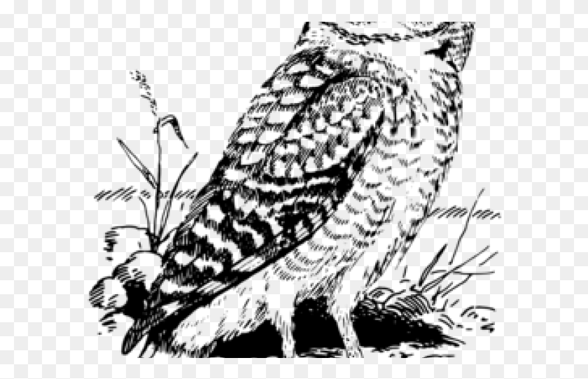 594x481 Barred Owl Clipart Black And White Owl, Gray, World Of Warcraft HD PNG Download