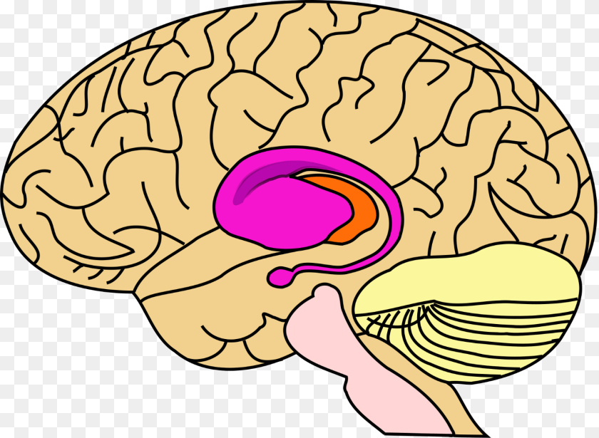 Basal Ganglia In Brain, Baby, Person Transparent PNG