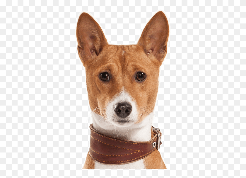 331x547 Basenji Puppies Dogs Search Basenji Dogs For Sale, Dog, Pet, Canine HD PNG Download