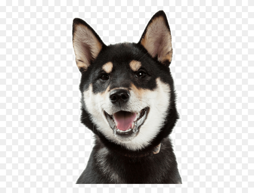 372x578 Basenji Puppies Dogs Shiba Inu Dog Yawns, Husky, Pet, Canine HD PNG Download