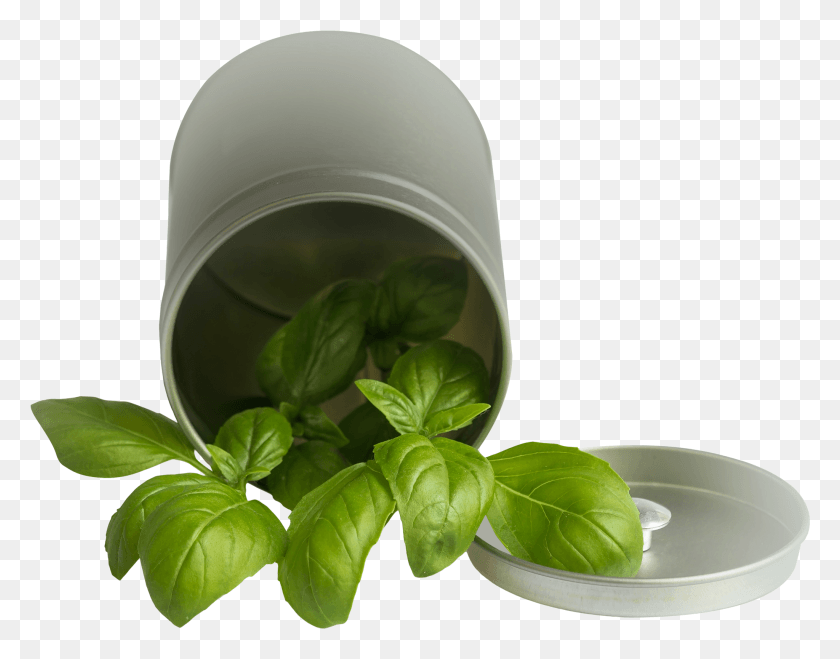 2047x1572 Basil, Potted Plant, Plant, Vase HD PNG Download