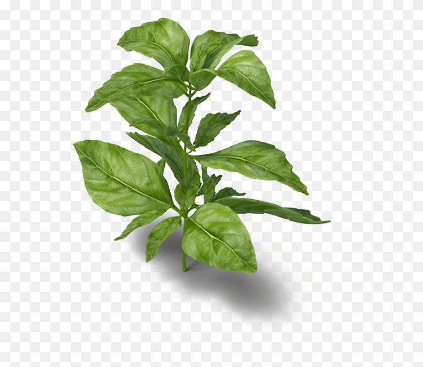 557x669 Basil Basil, Plant, Leaf, Vase HD PNG Download