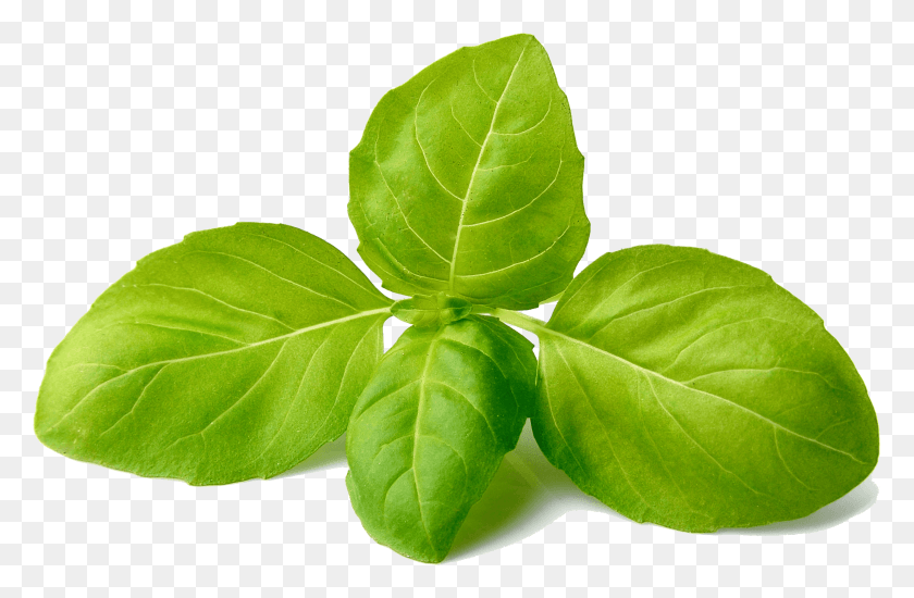 2812x1769 Basil Basil Leaf, Plant, Green, Veins HD PNG Download