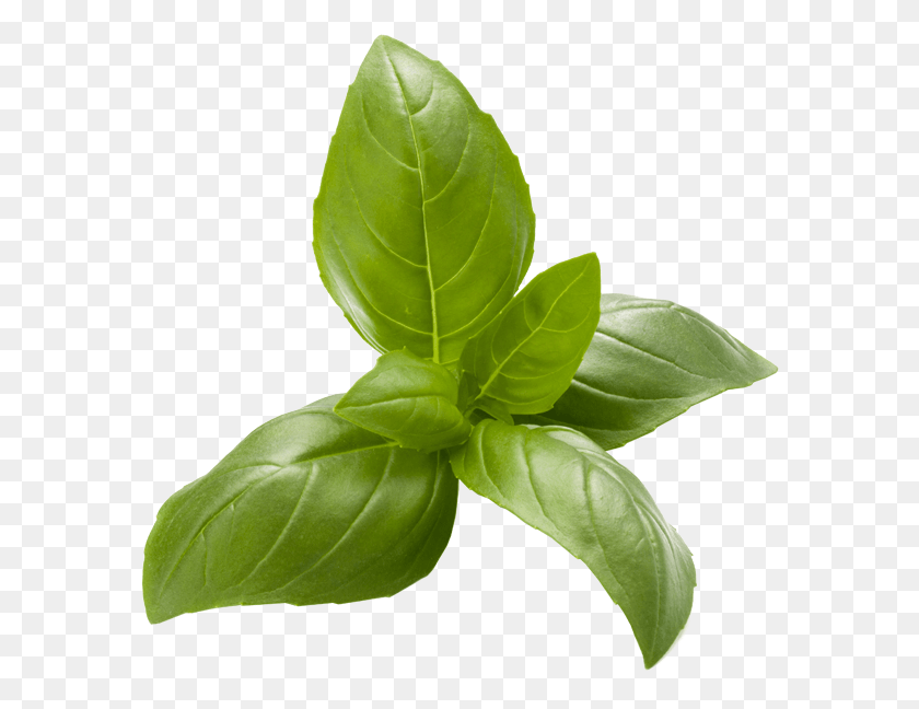 584x588 Basil Basil Transparent, Leaf, Plant, Vase HD PNG Download