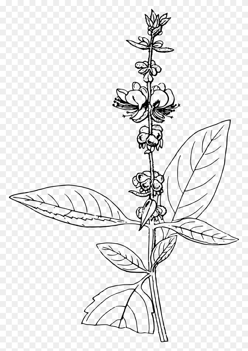 1657x2400 Basil Clipart Line Art Basil Line Drawing, Gray, World Of Warcraft HD PNG Download