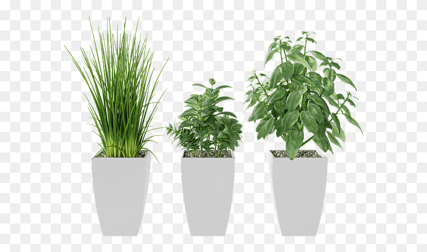 591x436 Basil Mint Garlic Grass Kitchen Herbs, Potted Plant, Plant, Vase HD PNG Download
