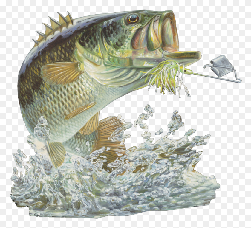 855x773 Bass Fishing Club, Fish, Animal, Perch HD PNG Download