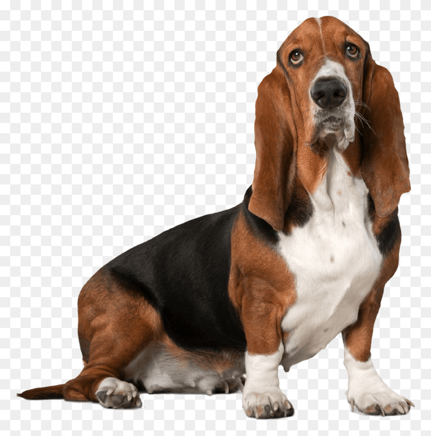 871x884 Basset Hound, Dog, Pet, Canine HD PNG Download