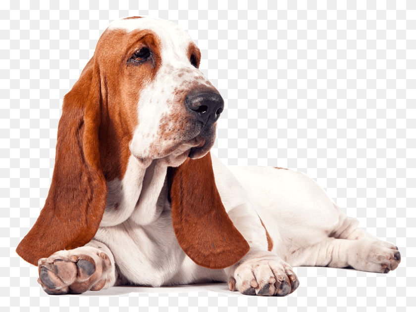 905x663 Basset Hound Free Basset Hound, Dog, Pet, Canine HD PNG Download