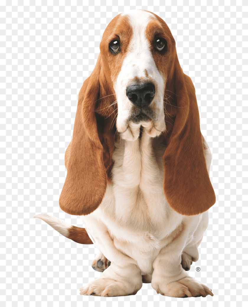 622x980 Basset Hound Transparent Images Hush Puppies, Dog, Pet, Canine HD PNG Download