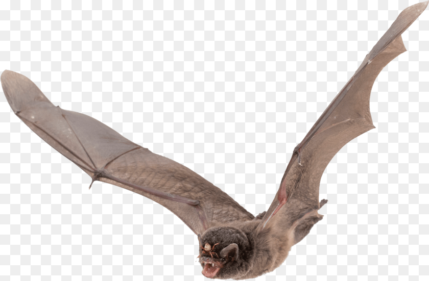 1675x1098 Bat, Animal, Mammal, Wildlife, Dinosaur Transparent PNG