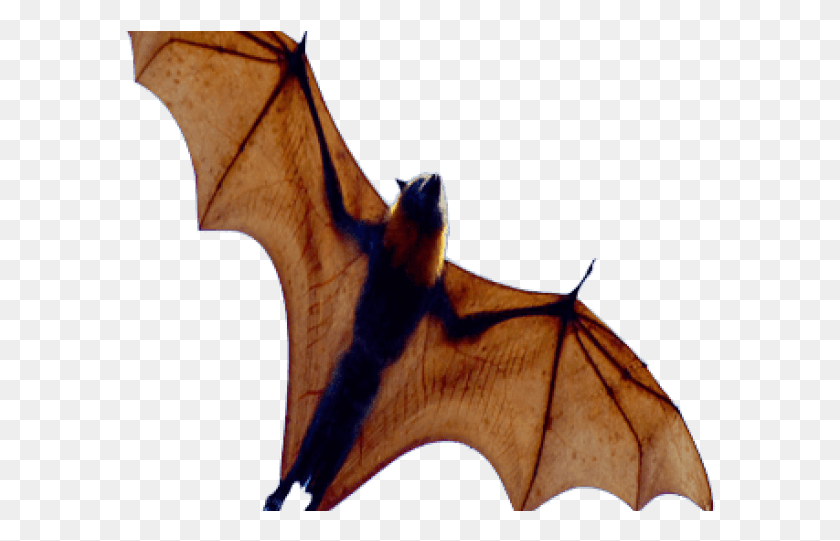 590x481 Bat Transparent Images Bat Wings From Below, Wildlife, Animal, Mammal HD PNG Download