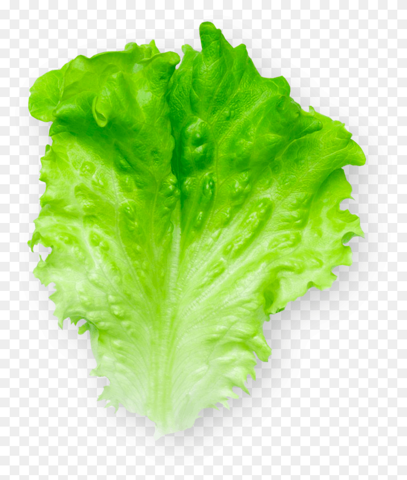 1111x1325 Batavia Celtuce, Plant, Lettuce, Vegetable HD PNG Download
