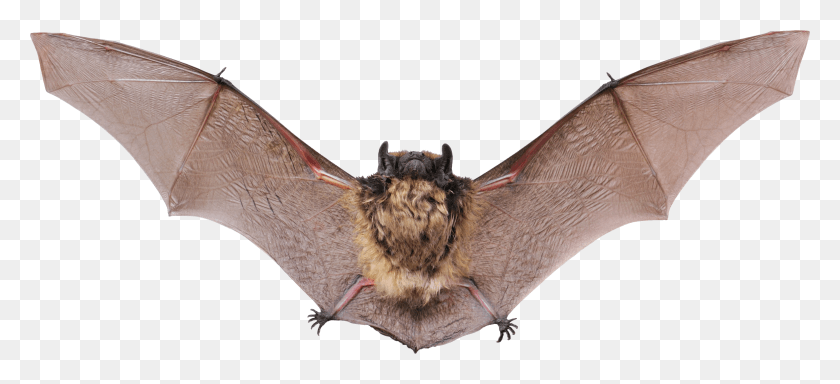 3817x1586 Bats, Wildlife, Animal, Bat HD PNG Download