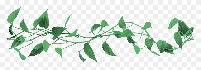2618x784 Лавровый Лавр, Лист, Растение, Annonaceae Hd Png Скачать