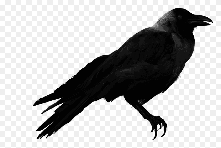 960x620 Bd Bird, Animal, Crow HD PNG Download