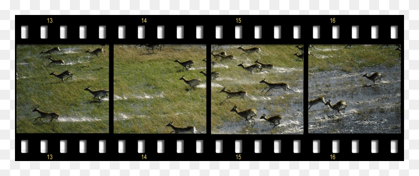 1330x500 Bdds Banner Image Okavango Delta Animals, Collage, Poster, Advertisement HD PNG Download