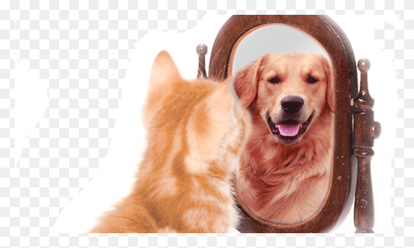 808x459 Be A Great You Banner 0003 Group 1 Cat Lion, Golden Retriever, Dog, Pet HD PNG Download