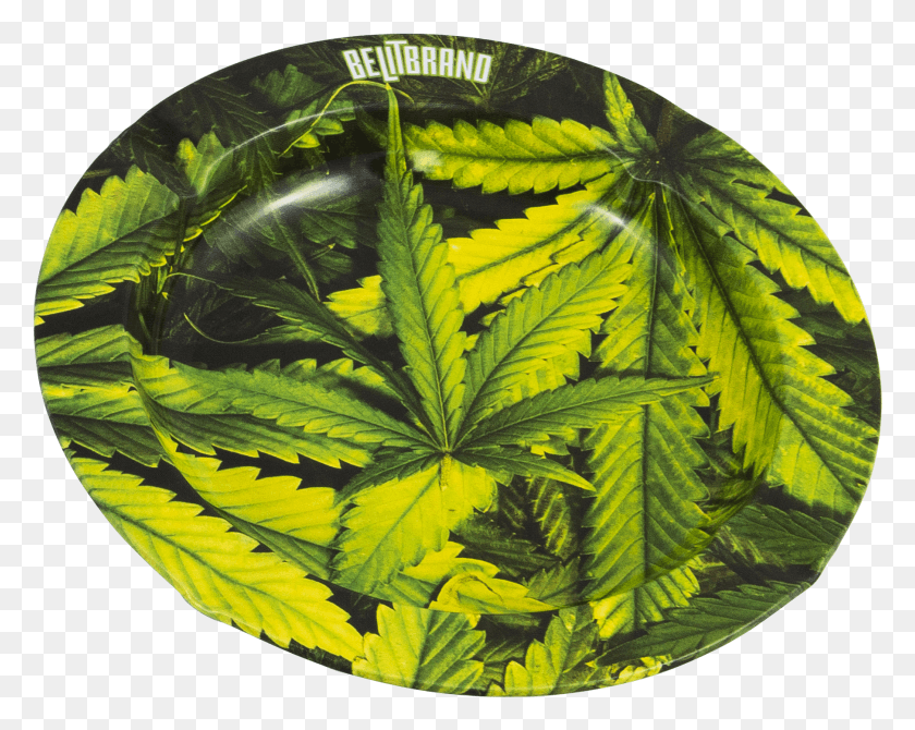 1809x1416 Be Lit Ashtray Leafy Ashtrays Have A 4 12 Inch Diameter Houseplant HD PNG Download