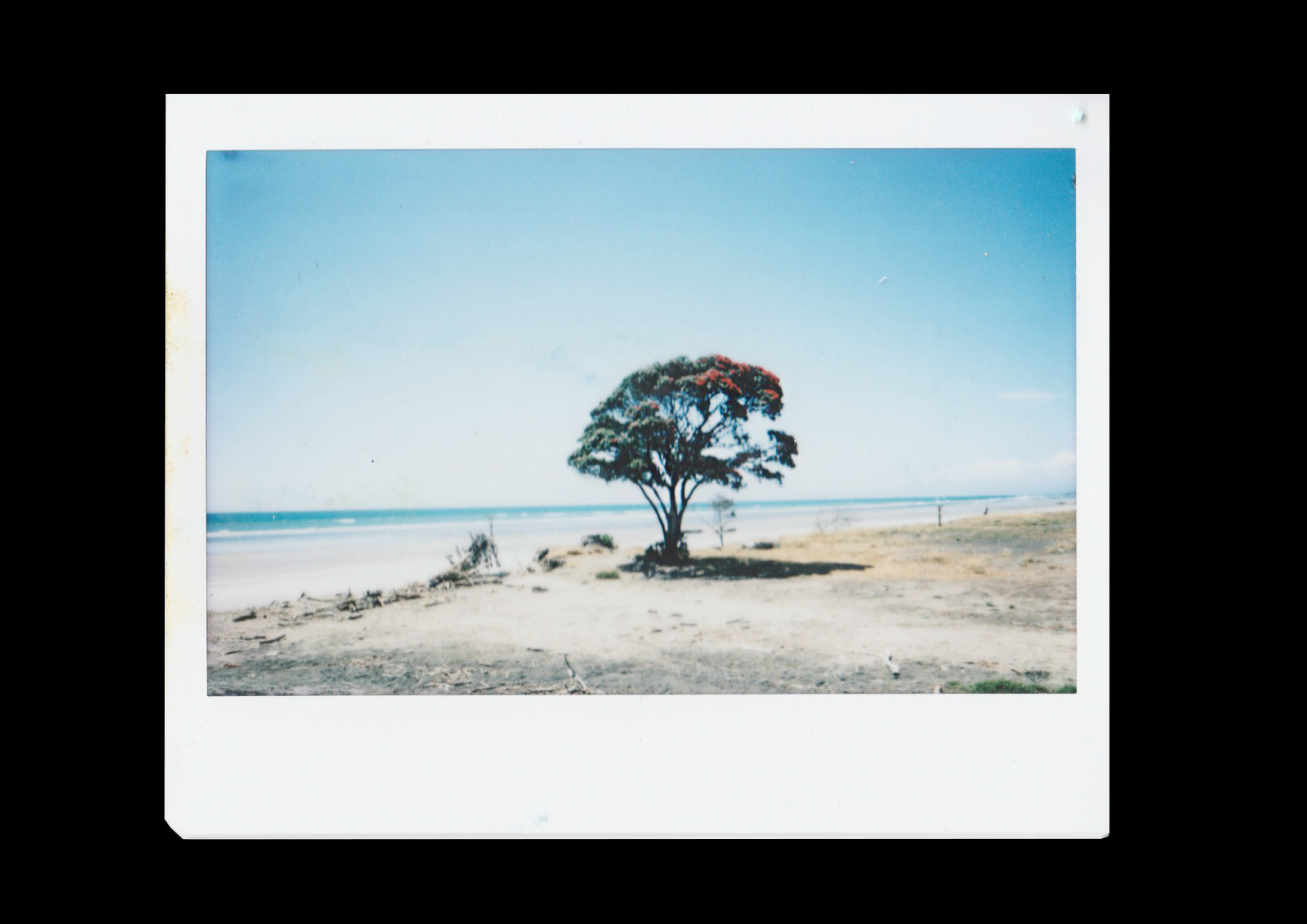 1600x1131 Beach, Tree, Plant, Landscape HD PNG Download