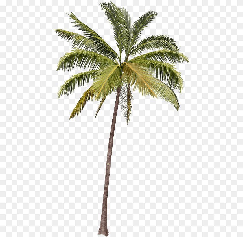 473x818 Beach Coconut Tree Real Palm Tree, Palm Tree, Plant, Leaf Transparent PNG