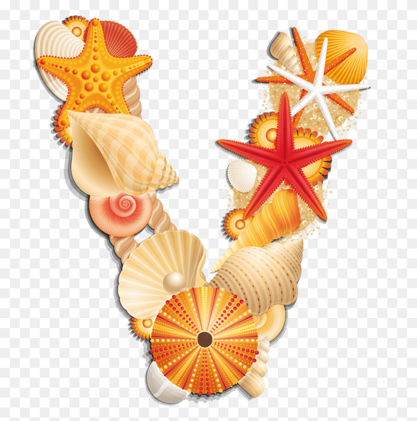 709x787 Beach Letter V Letter, Sea Life, Animal, Invertebrate HD PNG Download