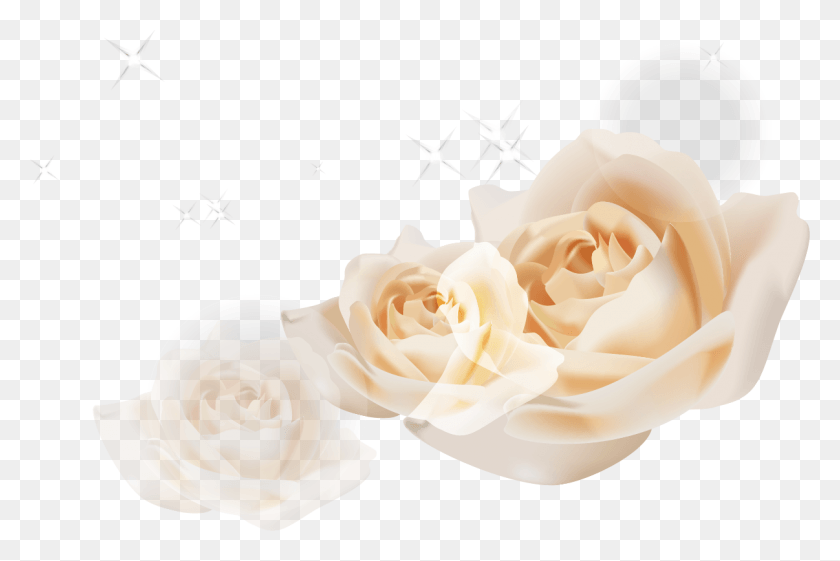 1206x775 Пляжные Розы Садовые Розы Евклидовы Векторные Белые Садовые Розы, Цветок, Растение, Цветение Hd Png Скачать