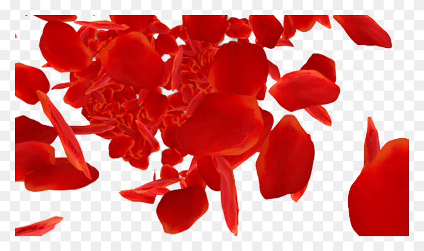 1000x564 Пляж Лепестки Роз Красные Лепестки Роз Падают, Цветок, Растение, Цветение Hd Png Скачать