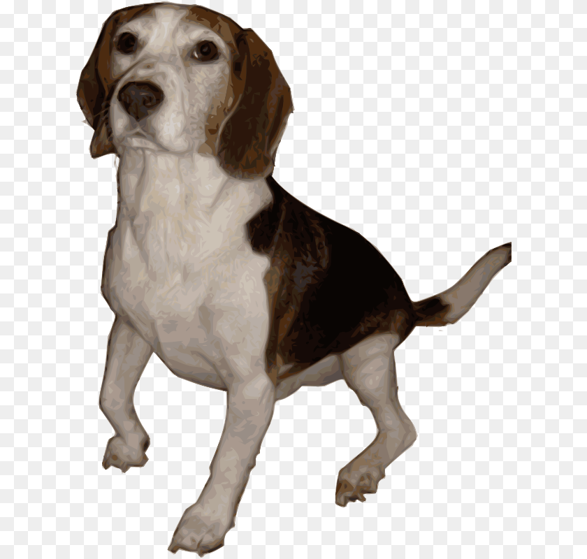 Beagle 1 By Merlin2525 Medium, Animal, Canine, Dog, Hound Clipart PNG