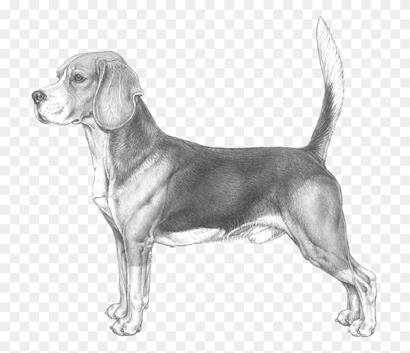 713x664 Descargar Png Beagle Beagle Fci, Mascota, Animal, Perro Hd Png