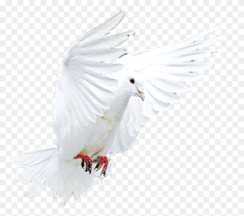 930x818 Beak Feather Flying Pigeons Transprent Free Buddhism, Bird, Animal, Dove HD PNG Download