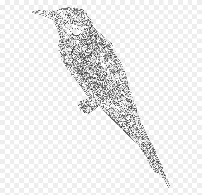 574x750 Beak Line Art Bird Feather Bee Songbird, Gray, World Of Warcraft HD PNG Download