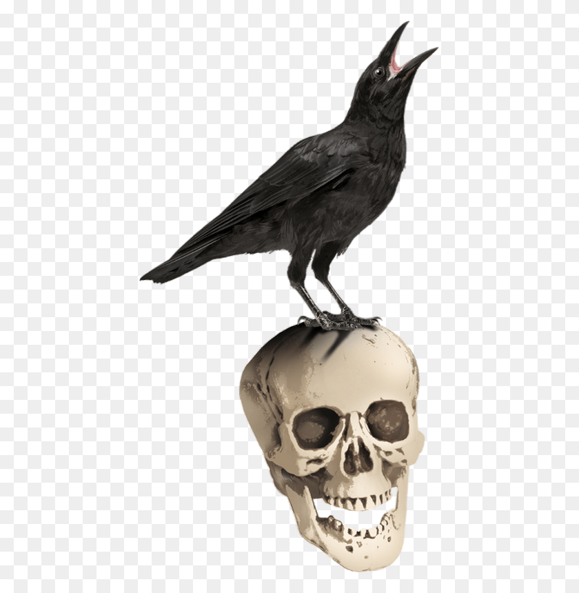 435x800 Beak Of Bird Crow, Animal, Sunglasses, Accessories HD PNG Download