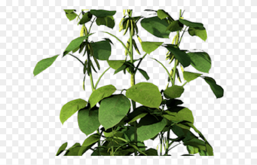 629x481 Beans Plant Clipart, Leaf, Green, Flower HD PNG Download