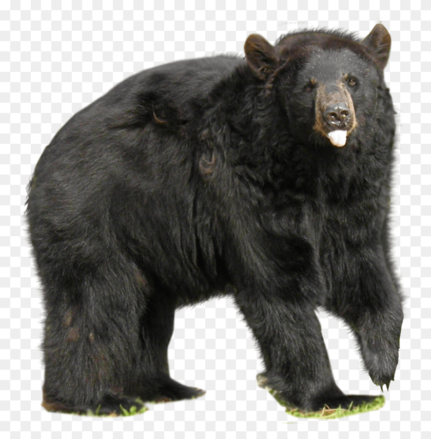 768x795 Bear Asian Black Bear, Wildlife, Mammal, Animal HD PNG Download