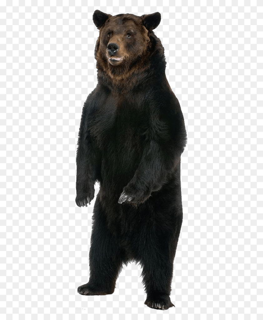 359x960 Медведь Картонный Вырез Медведь, Дикая Природа, Млекопитающее, Животное Hd Png Скачать