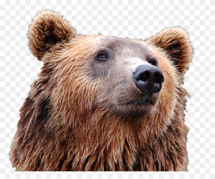 1762x1450 Png Медведь