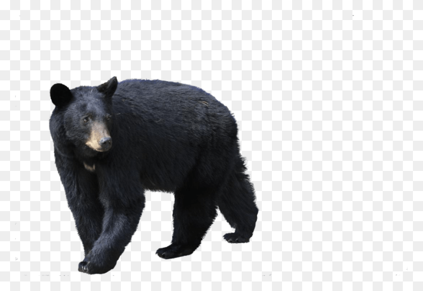 900x599 Медведь В Высоком Разрешении Черные Медведи На Белом Фоне, Дикая Природа, Млекопитающее, Животное Png Скачать