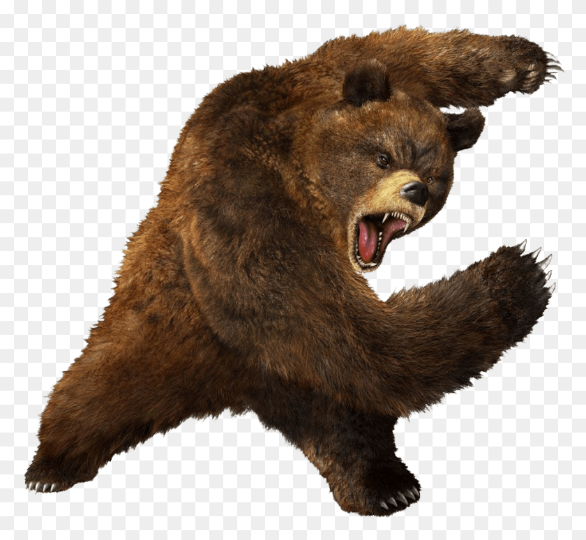 919x842 Bear Picture Bear, Brown Bear, Wildlife, Mammal HD PNG Download