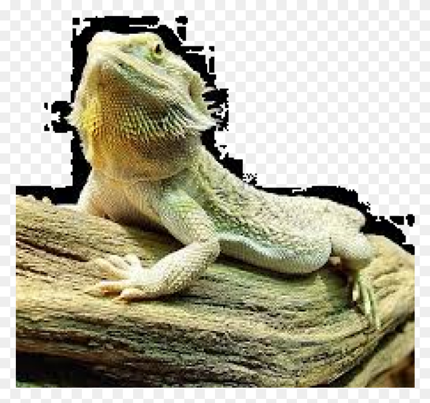 801x748 Bearded Dragon Agama, Iguana, Lizard, Reptile HD PNG Download