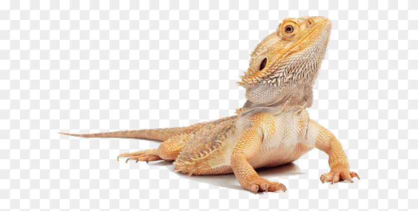 612x364 Bearded Dragon Clipart Animated Bearded Dragon Transparent Background, Lizard, Reptile, Animal HD PNG Download